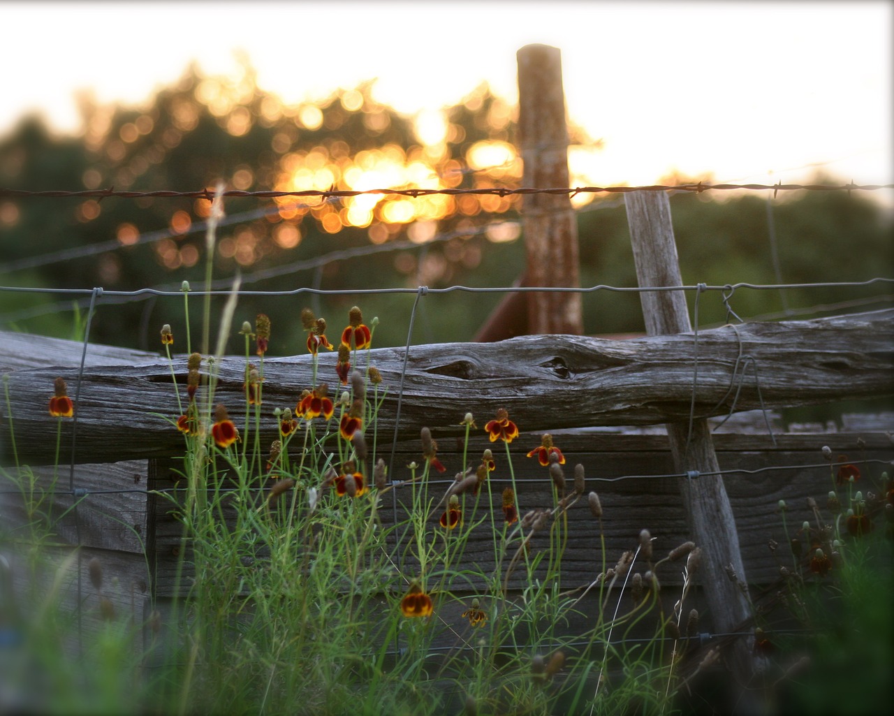 fence sunset summer sunset free photo