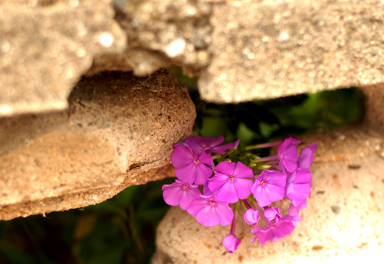 fence hole flower free photo