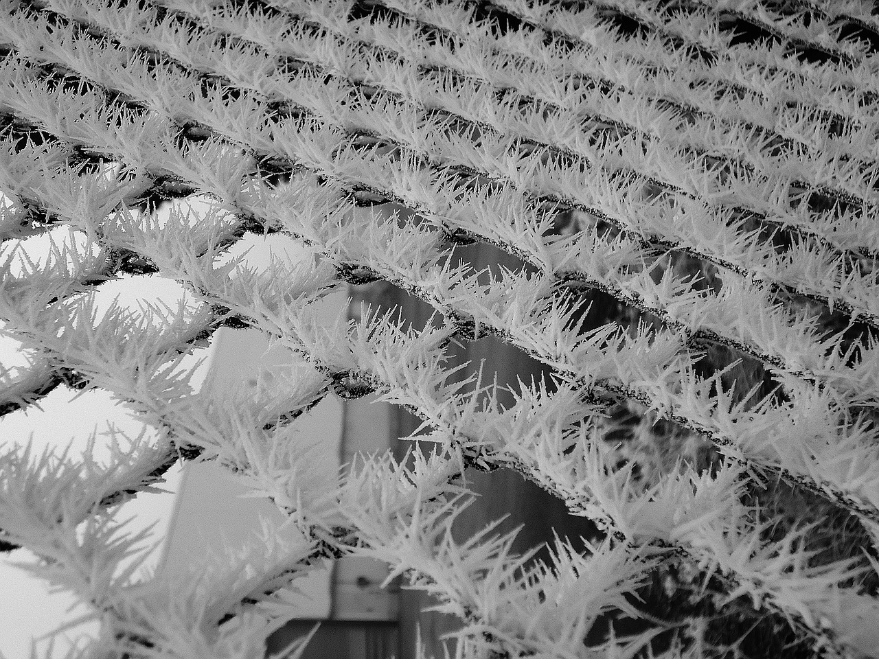 fence frost thorns free photo