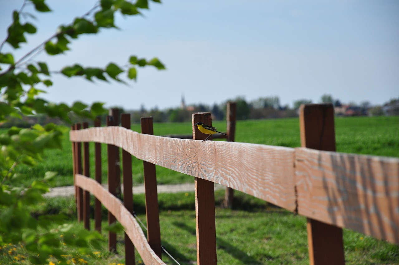 fence bird wood free photo