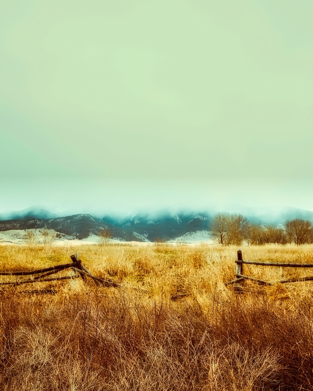 fence plants nature free photo