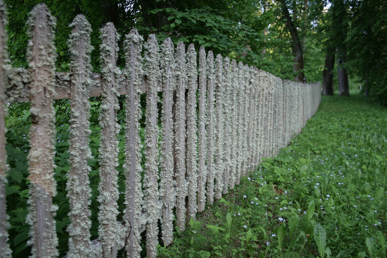 fence tree village free photo