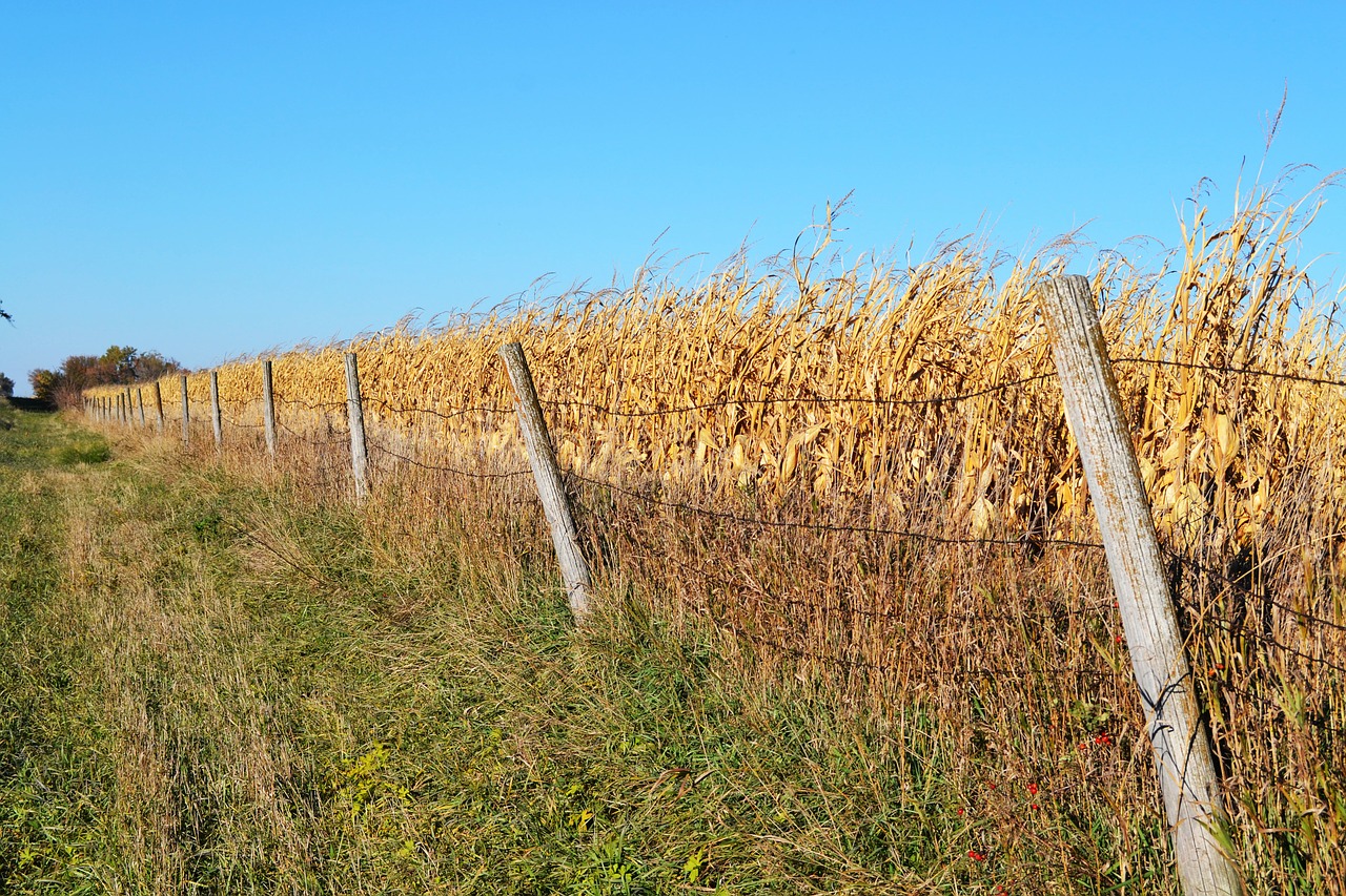 fence cornfield farm free photo