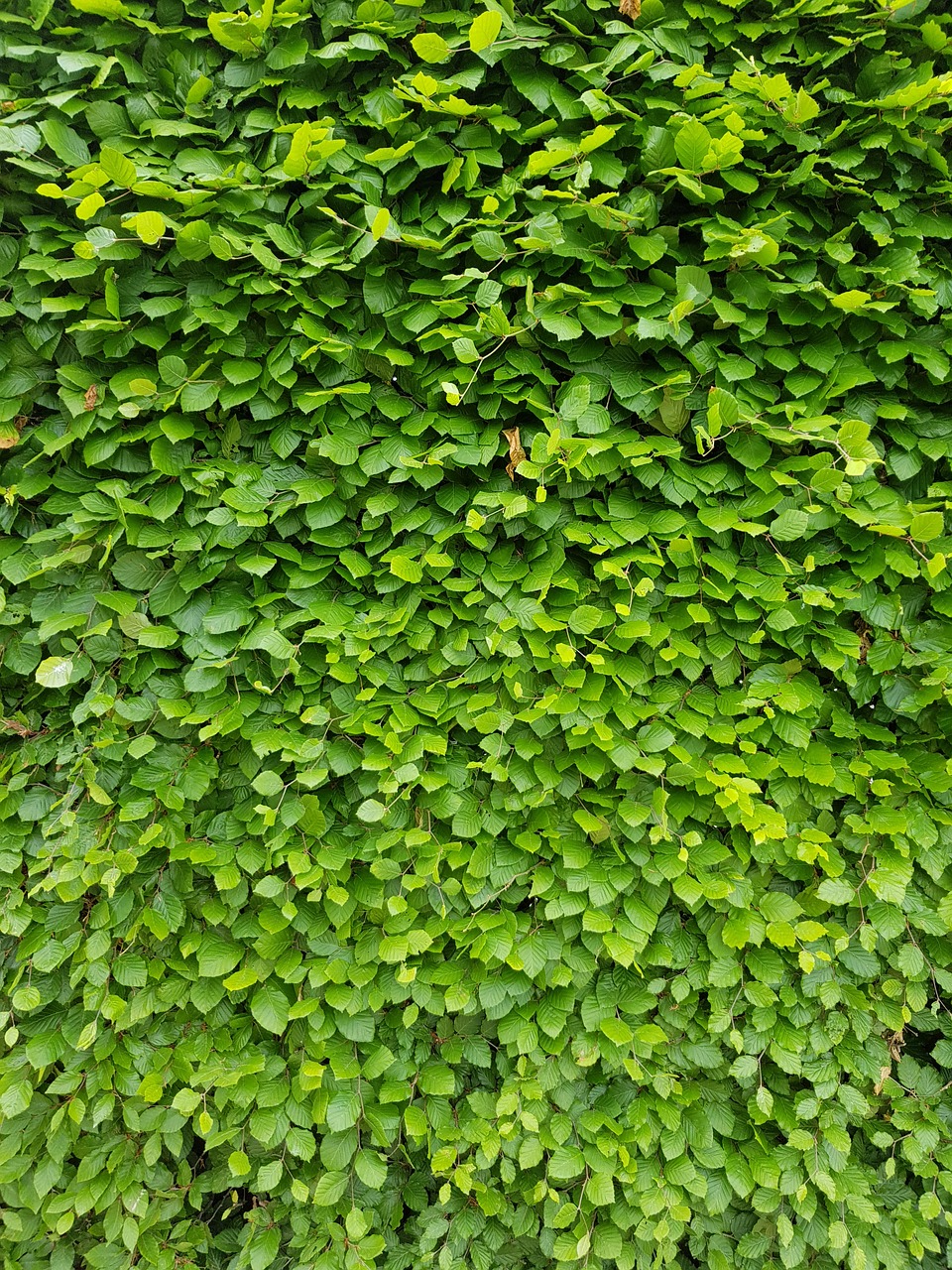 fence green wall leaves free photo