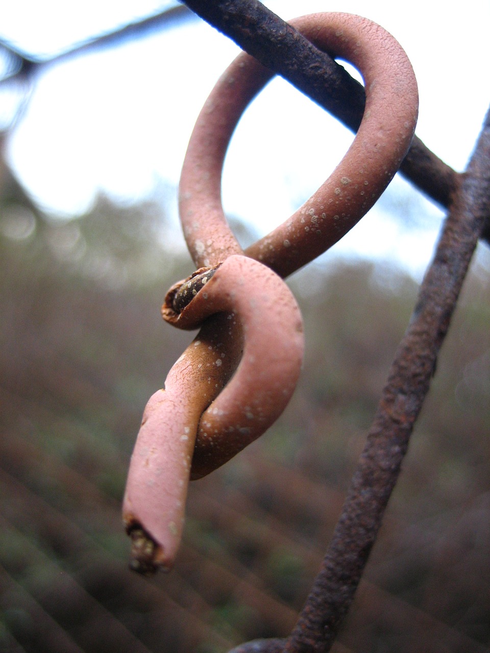 fence rust closeup free photo