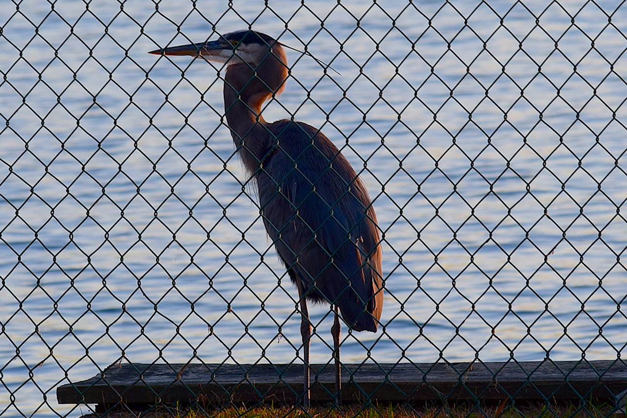 fence bird heron free photo