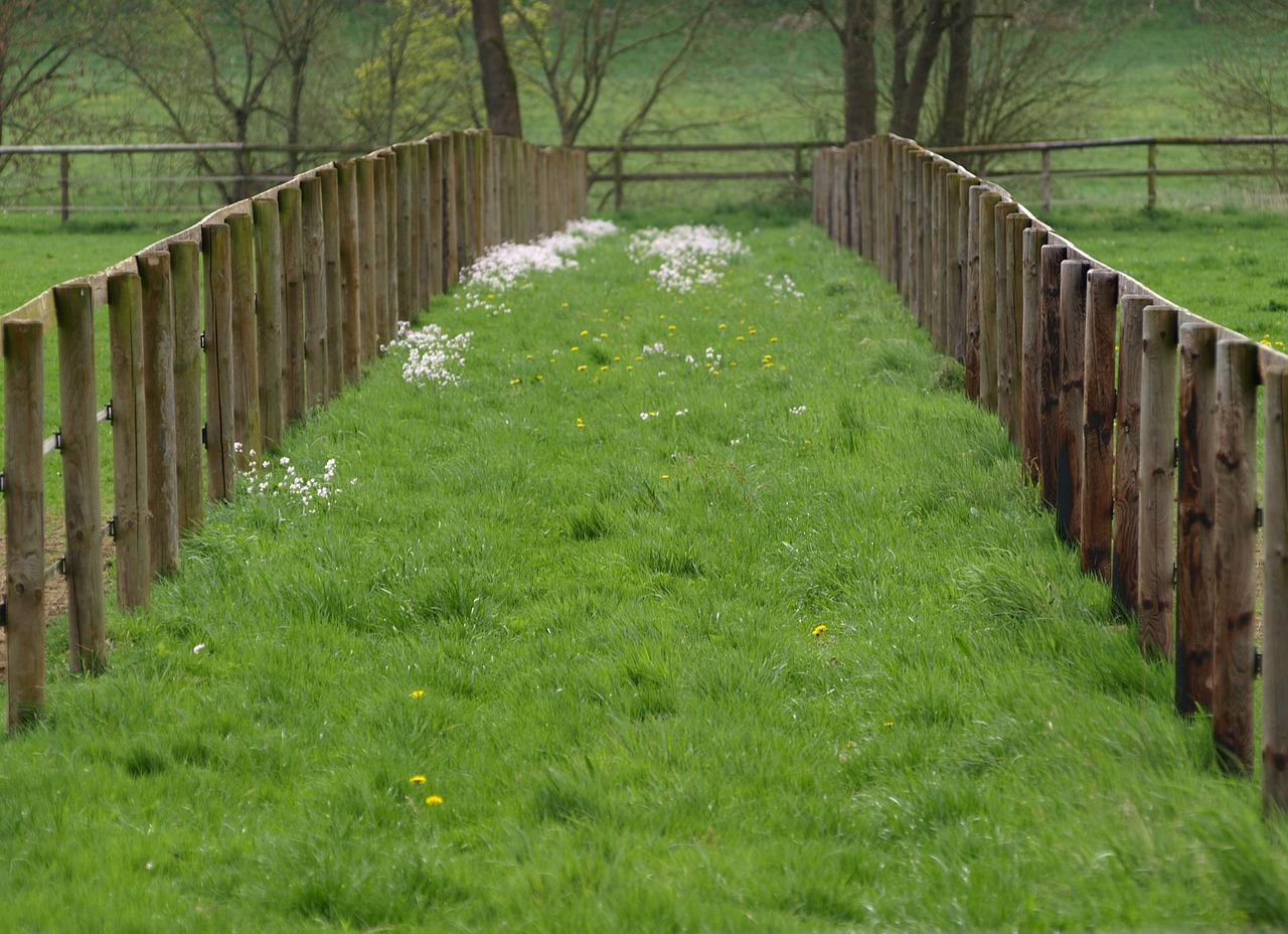 fence wood fence paddock free photo