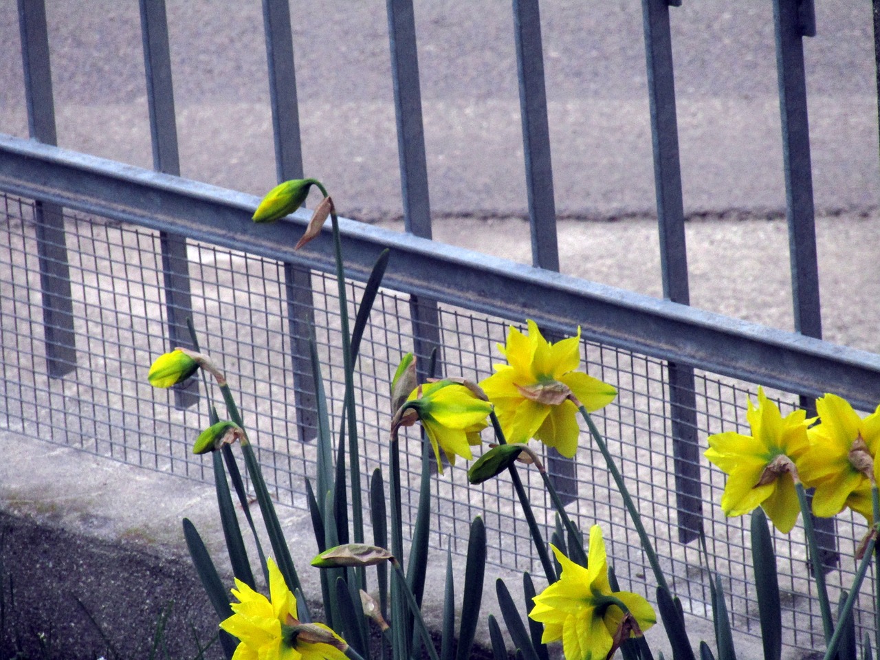 fence plant nature free photo