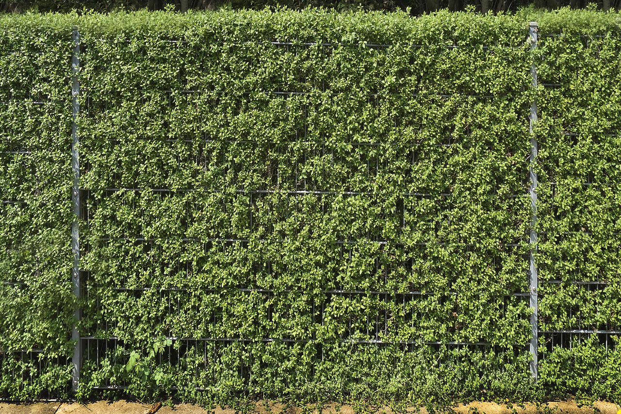 fence  hedge  privet free photo