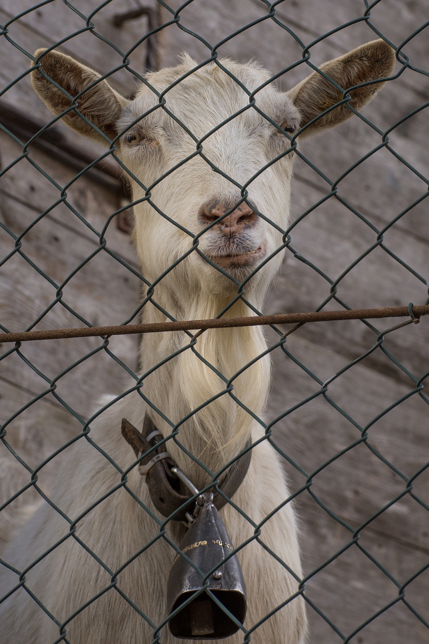 fence  animalia  mammalia free photo