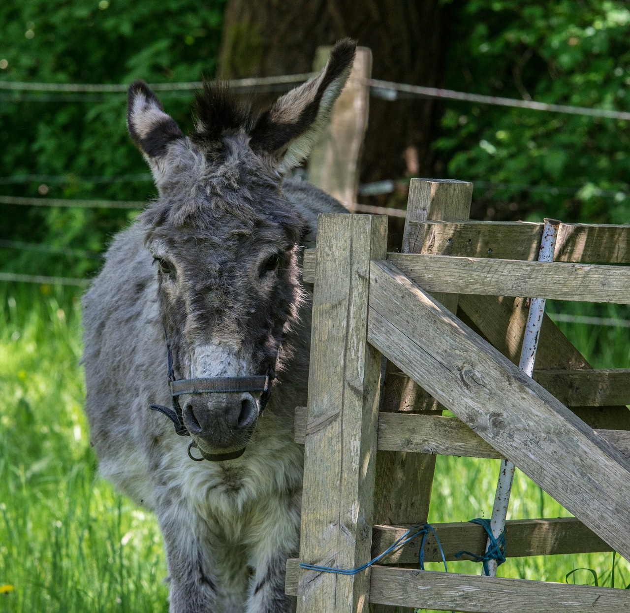 fence  donkey  animal free photo