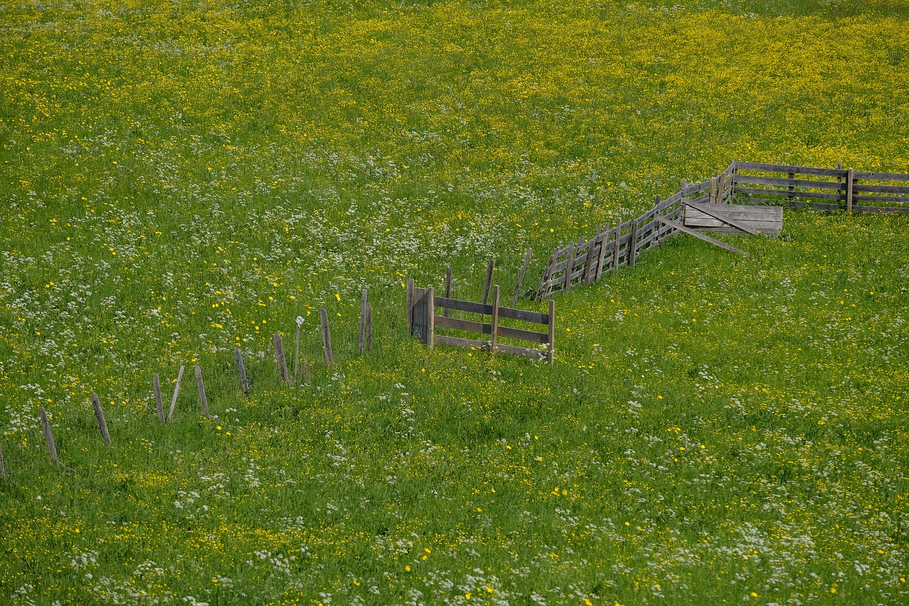 fence  gate  meadow free photo