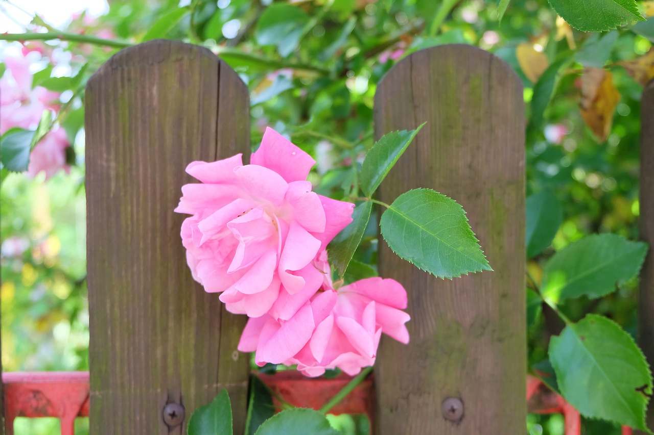 fence  roses  pink roses free photo