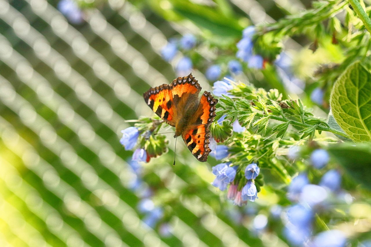 fence  butterfly  nature free photo