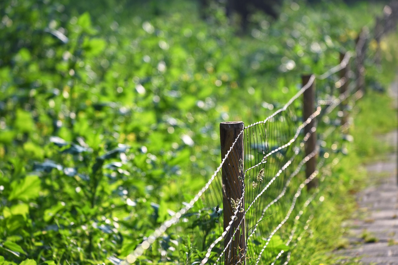 fence  wire  mesh free photo