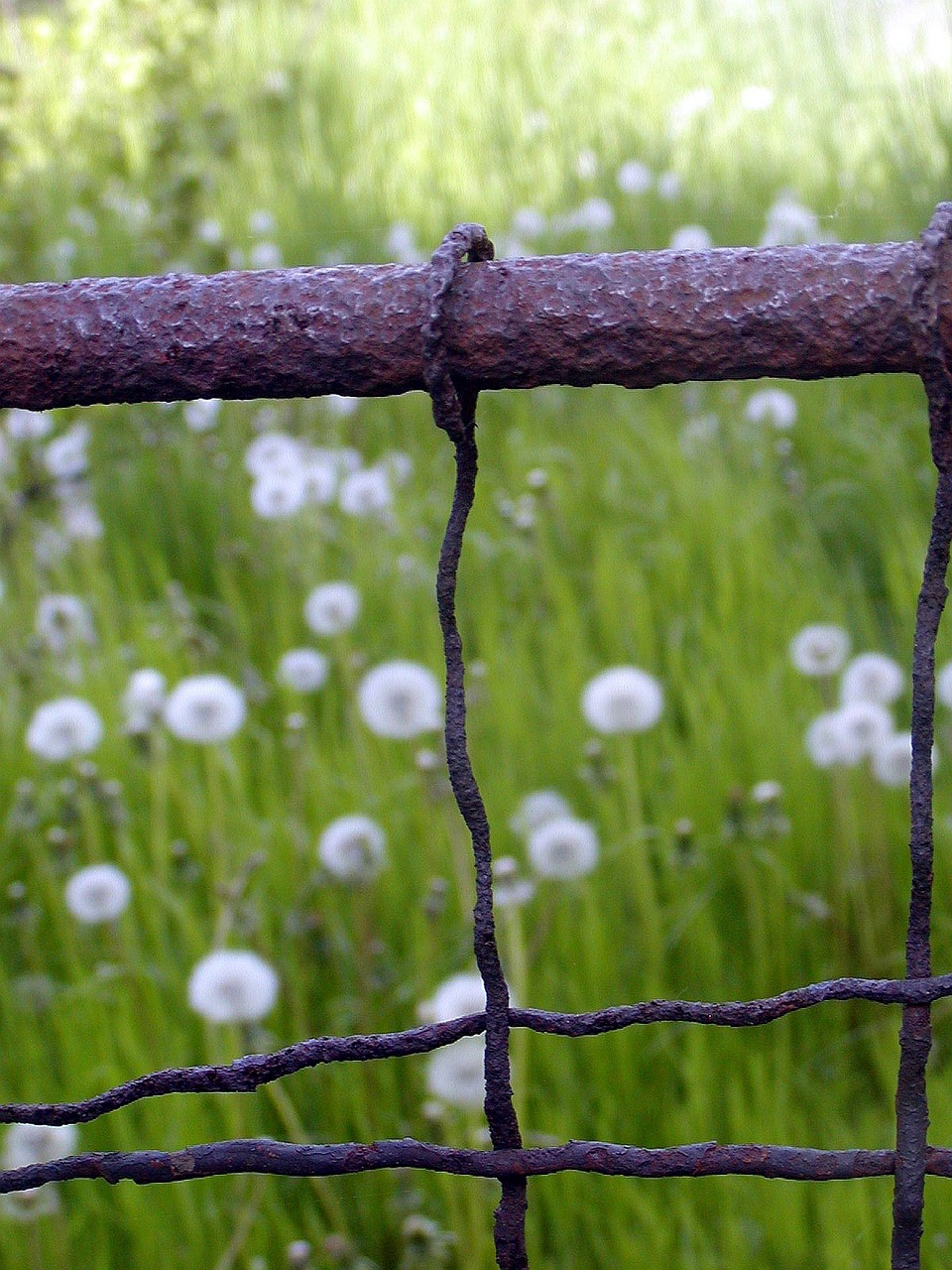 fence old rust free photo