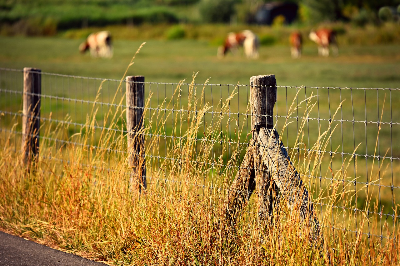 fence  post  barbed wire free photo