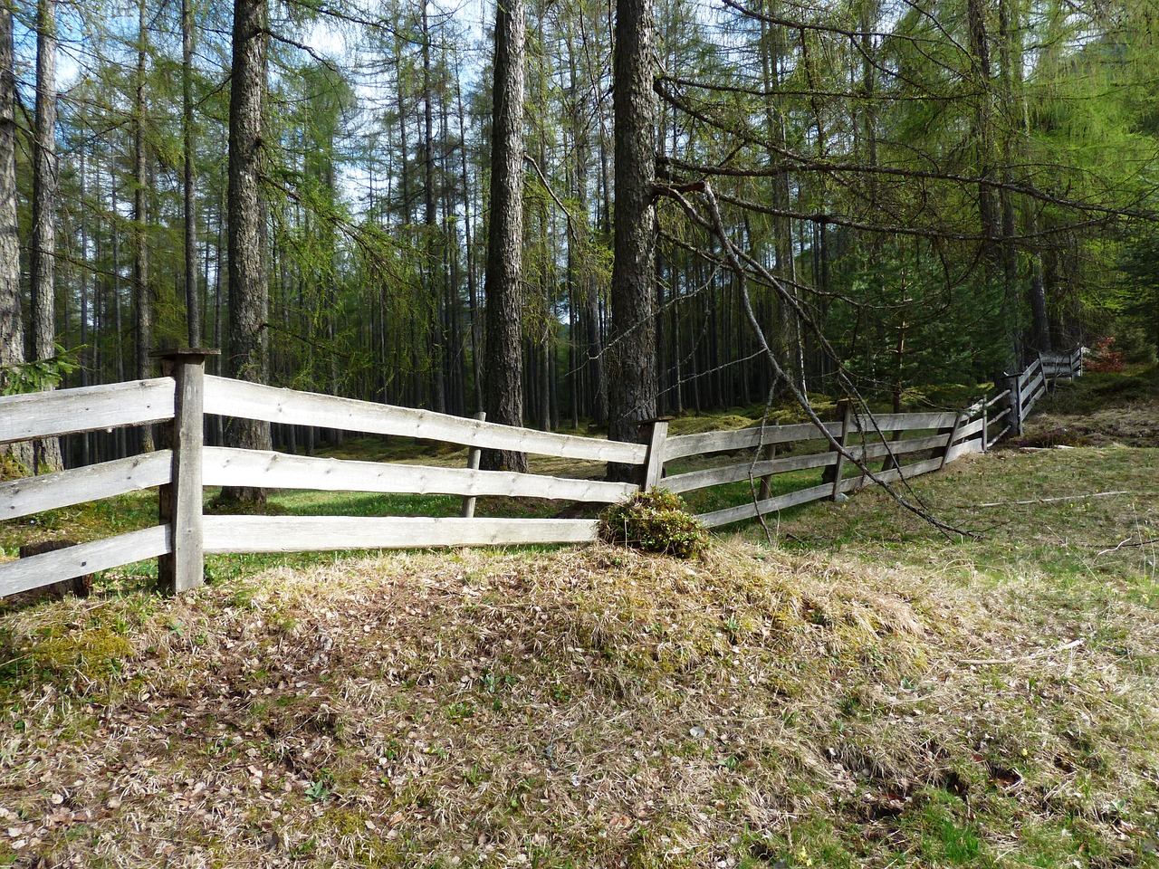 fence wood fence paling free photo