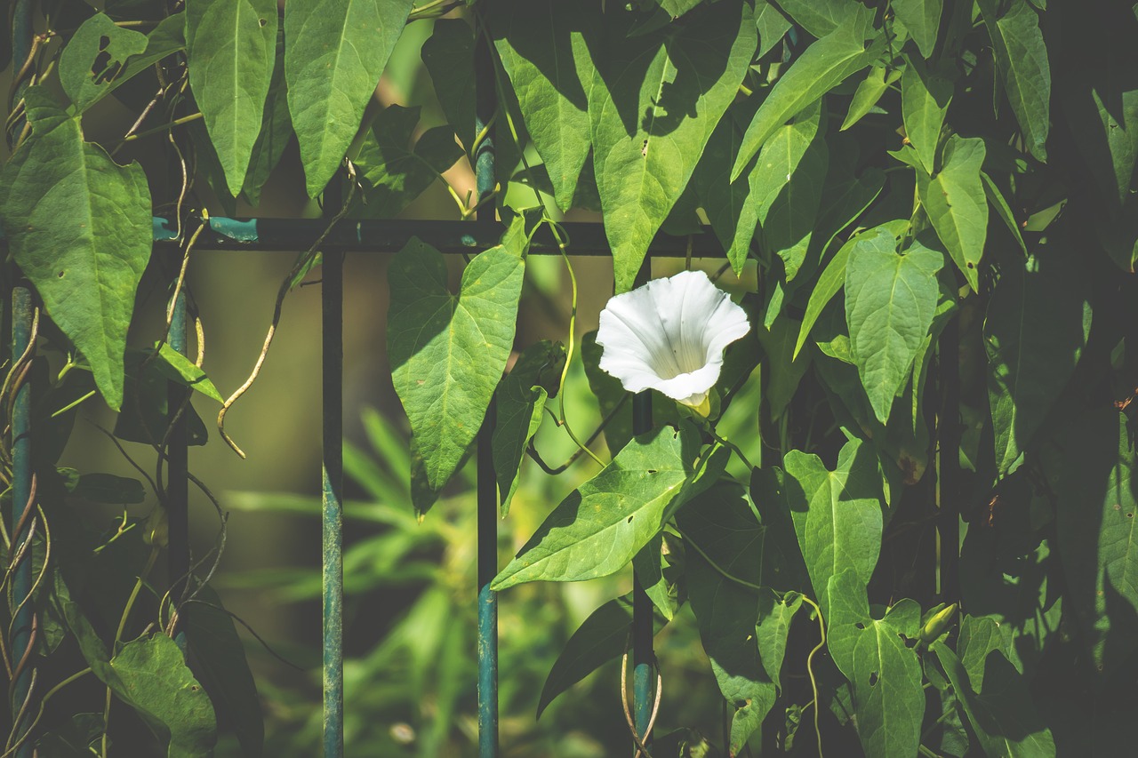 fence  ranke  bindweed free photo