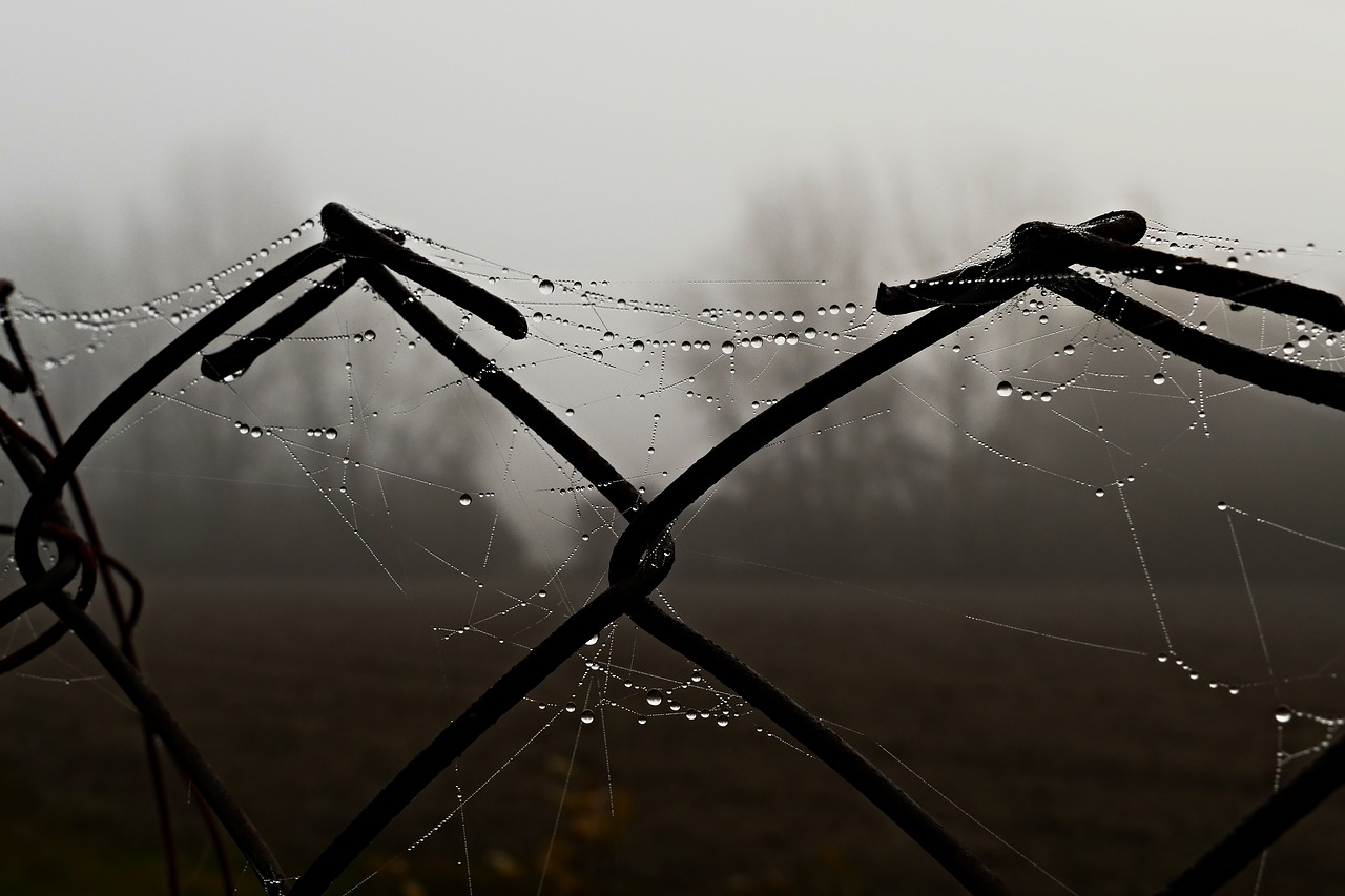 fence  wire  the fog free photo