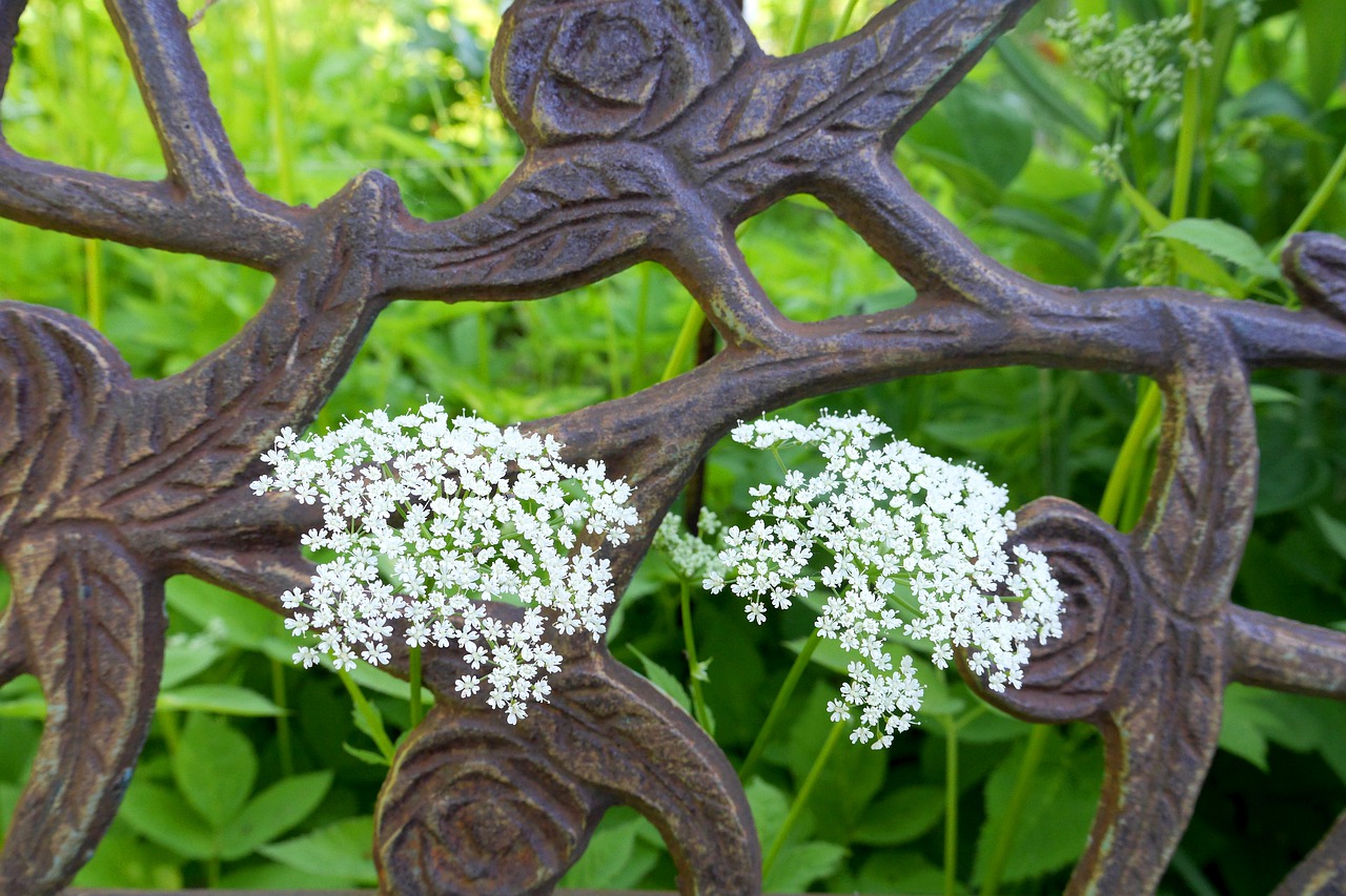 fence  iron fence  wrought iron free photo