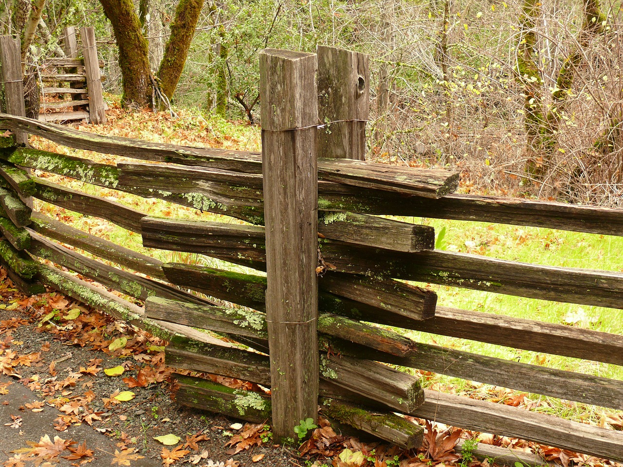 fence wooden fungi free photo