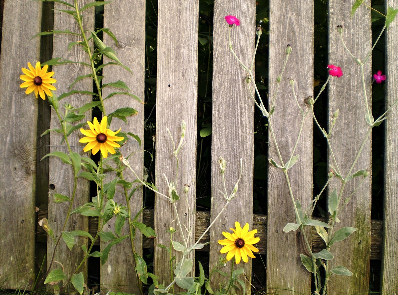 fence wild flowers wildflowers free photo