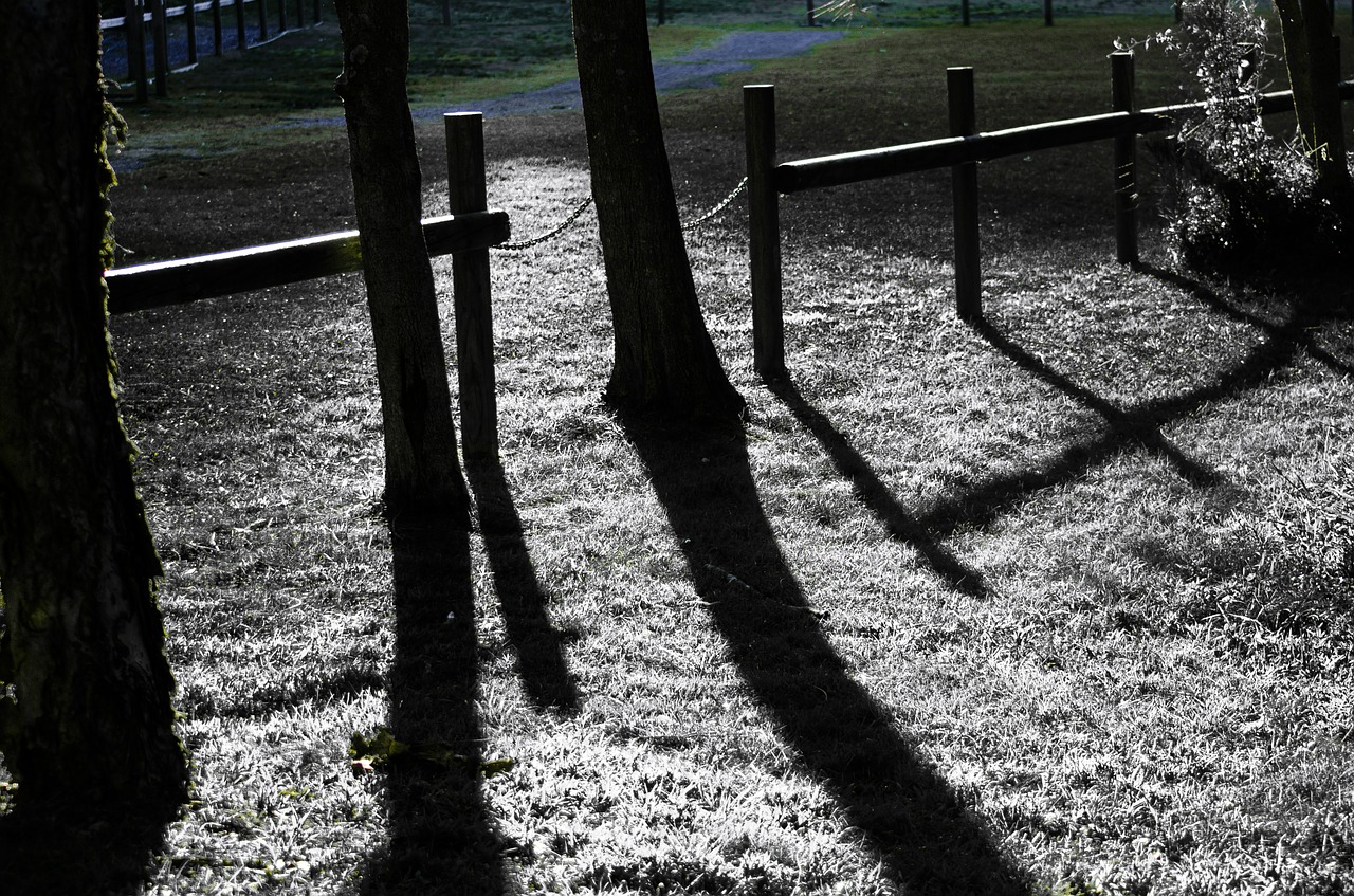 fence trees shadow free photo