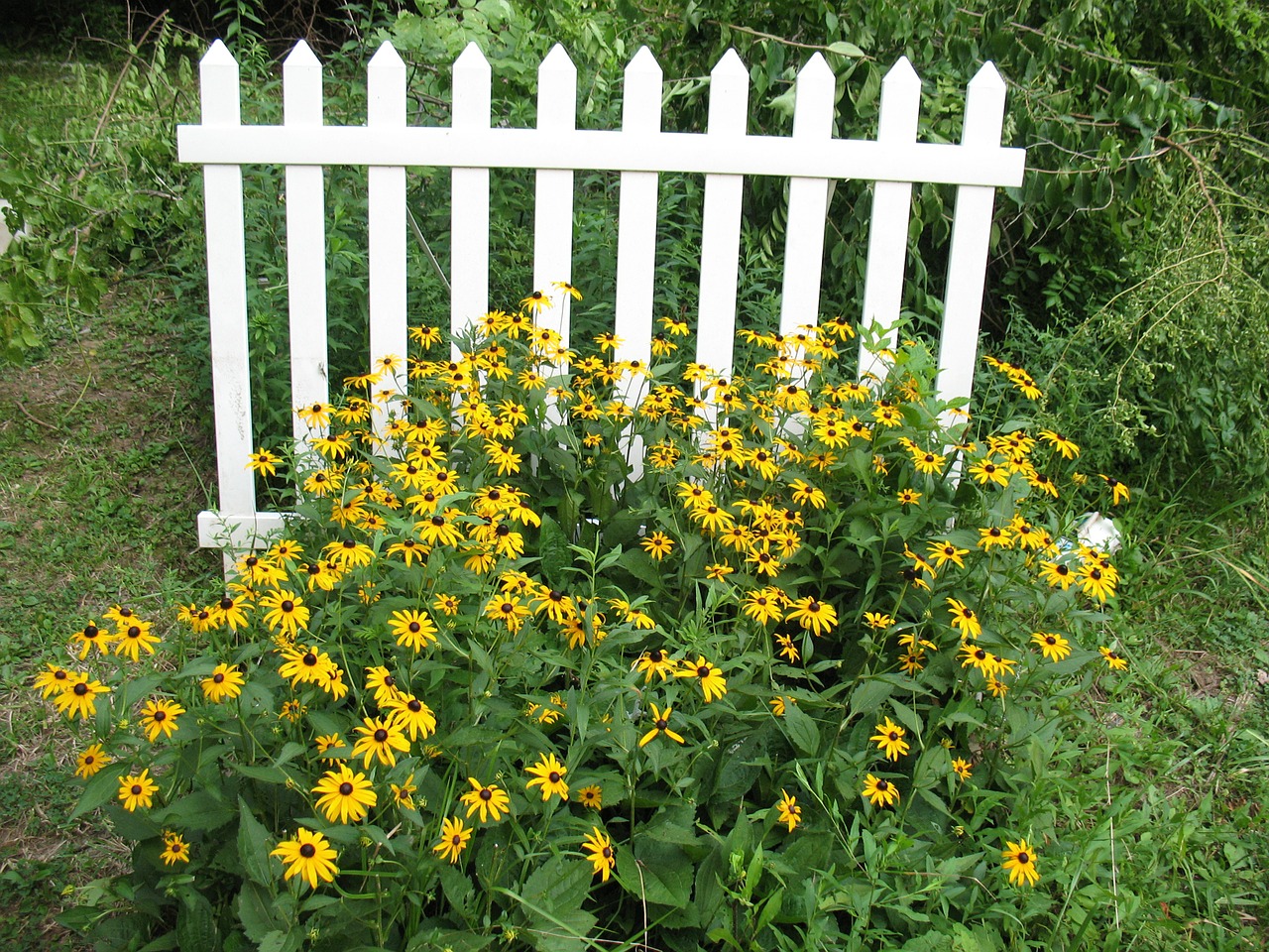 fence picket fence flowers free photo