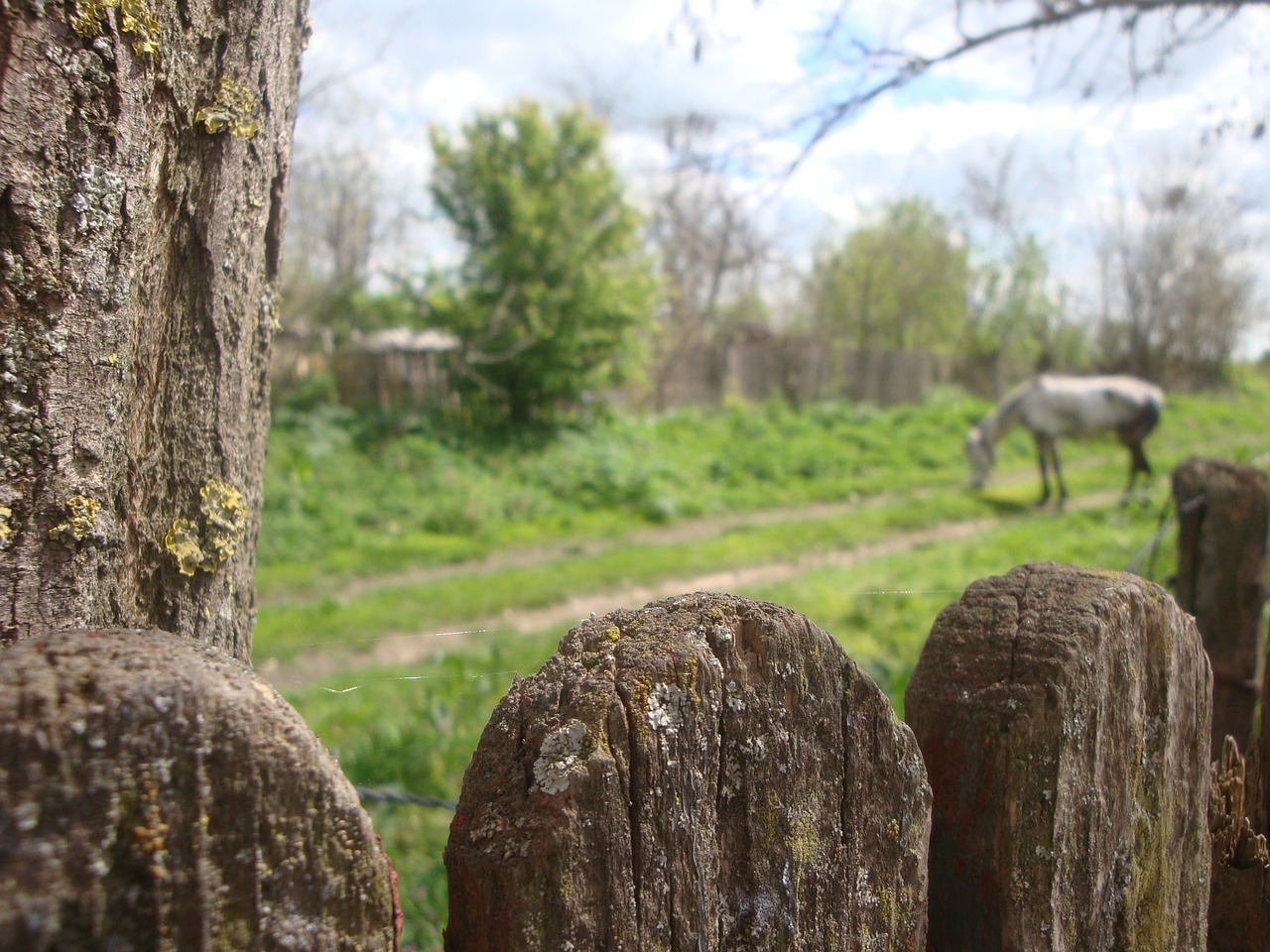 fence green horse free photo