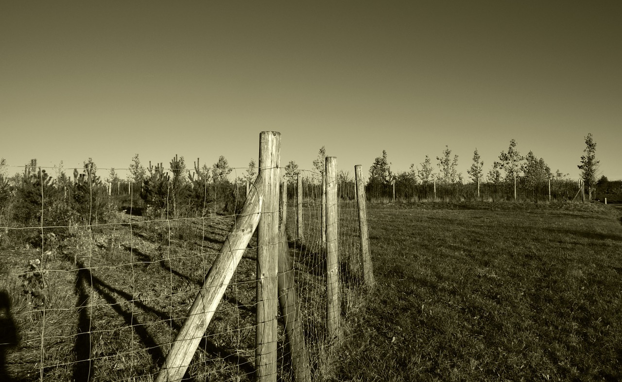 fence wood grass free photo