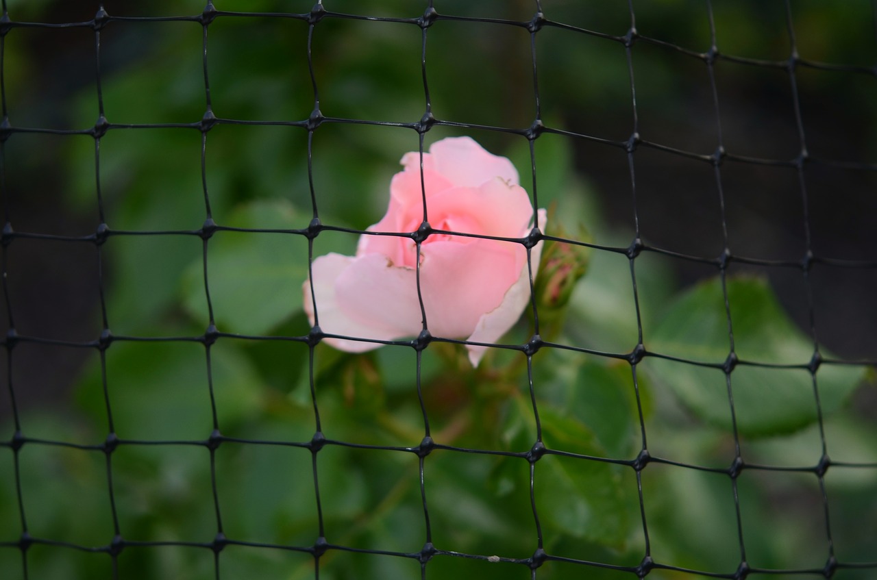 fence grid pink free photo