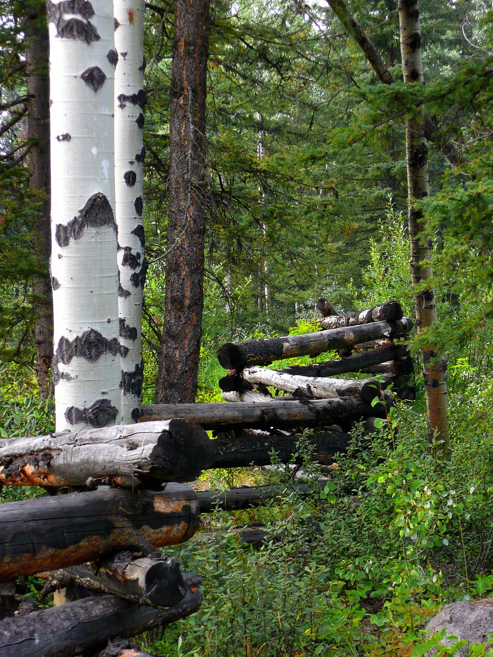 fence logs trees free photo