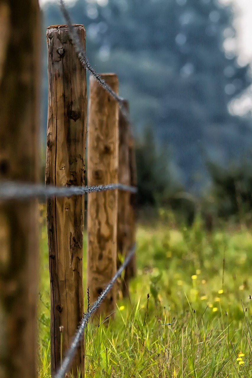 fence barbed wire meadow free photo