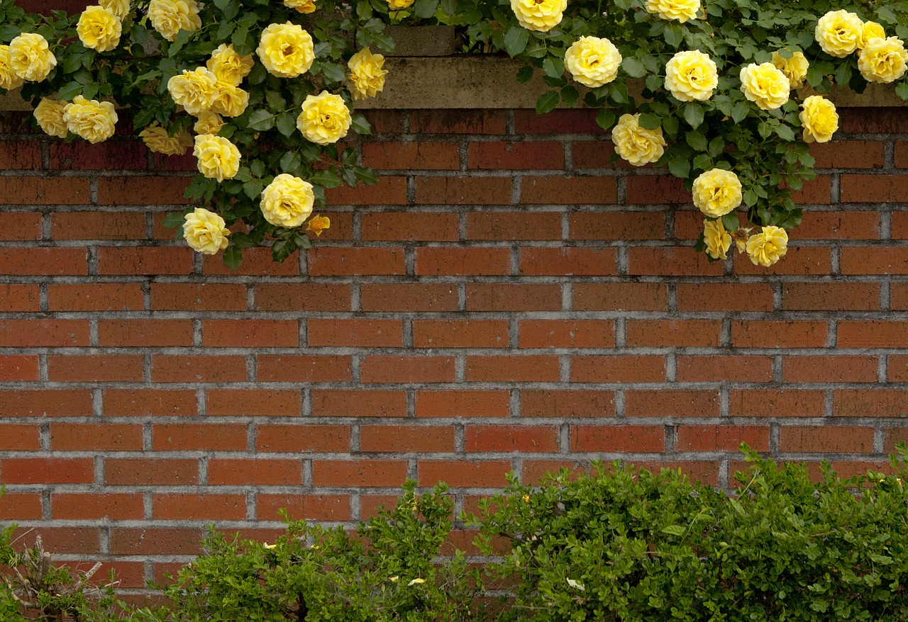 fence rose yellow free photo