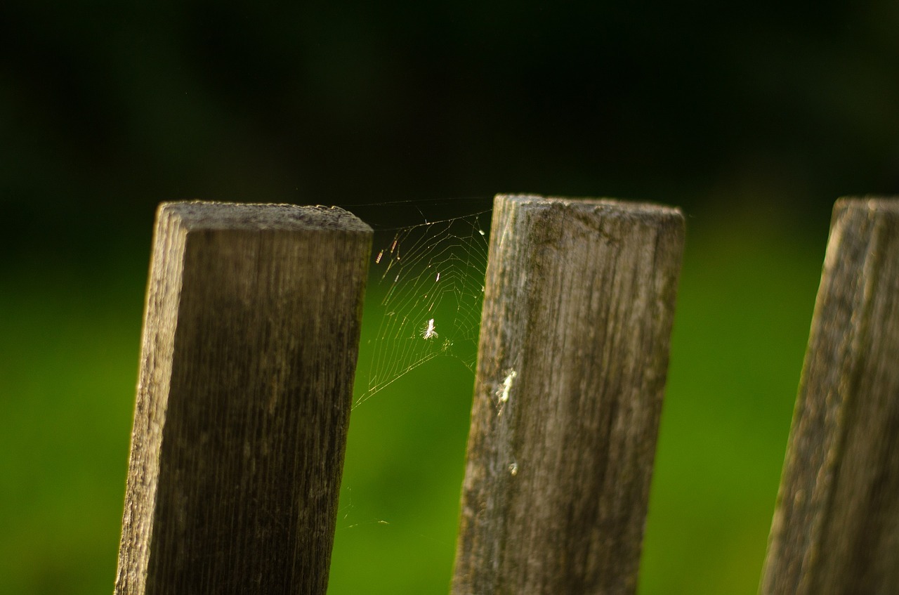 fence web spider free photo