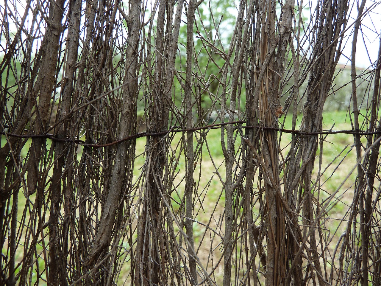 fence roots wood free photo