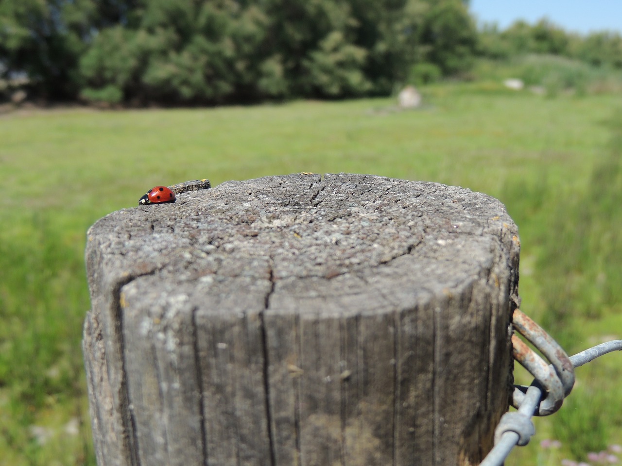 fence seto wired free photo