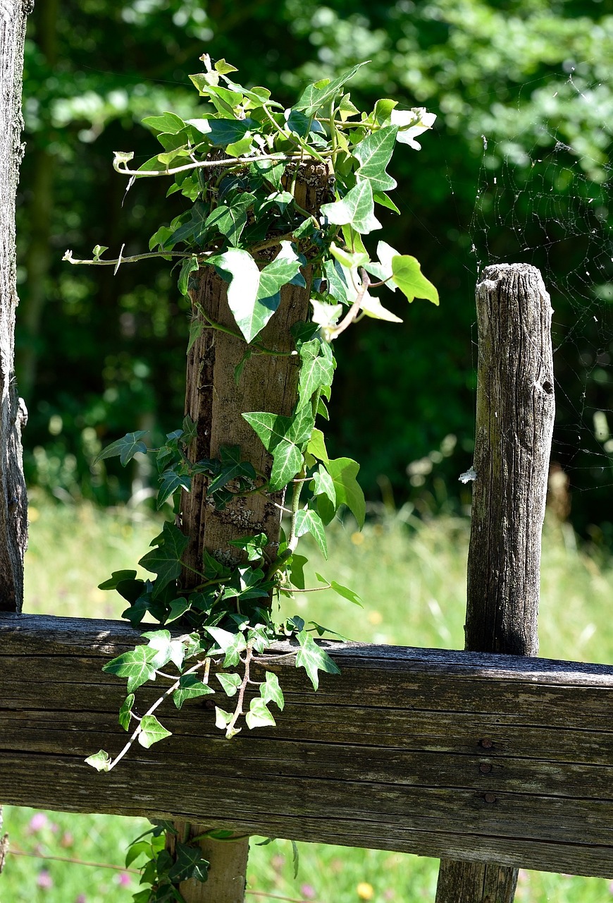 fence wood fence overgrown free photo