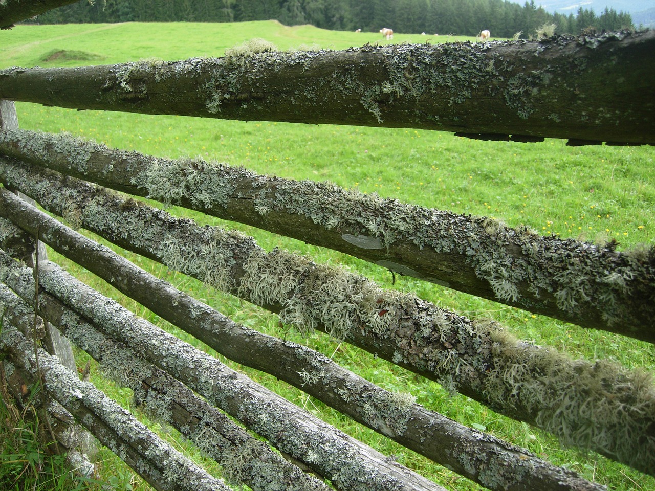 fence lichen battens free photo
