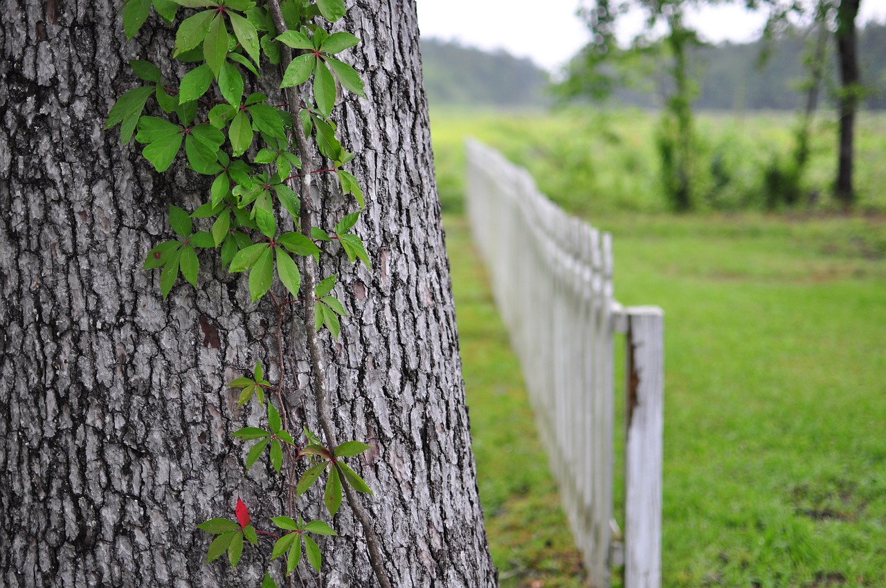 fence tree nature free photo