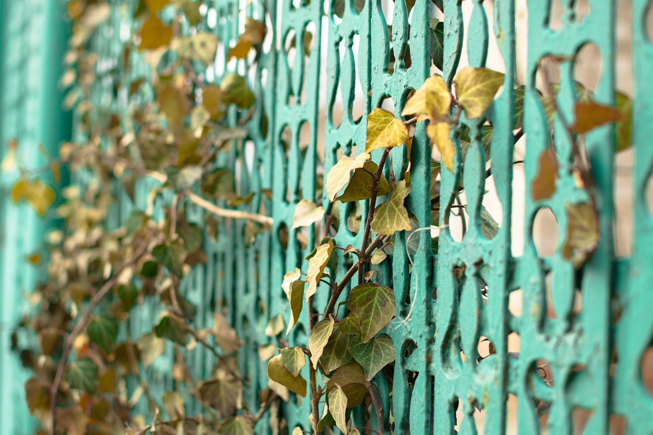 fence leaves vines free photo