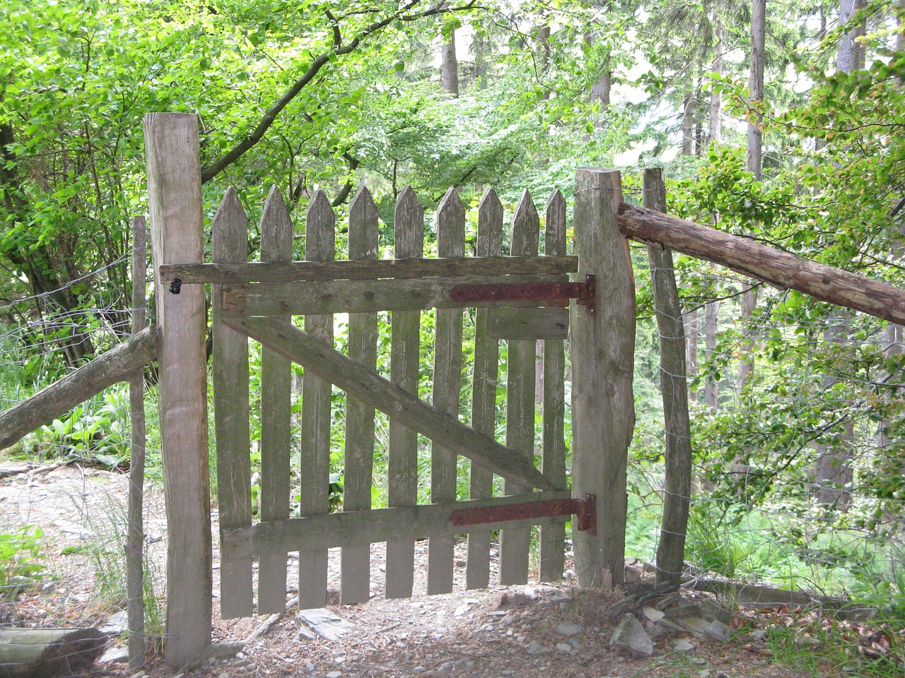 fence forest wood free photo