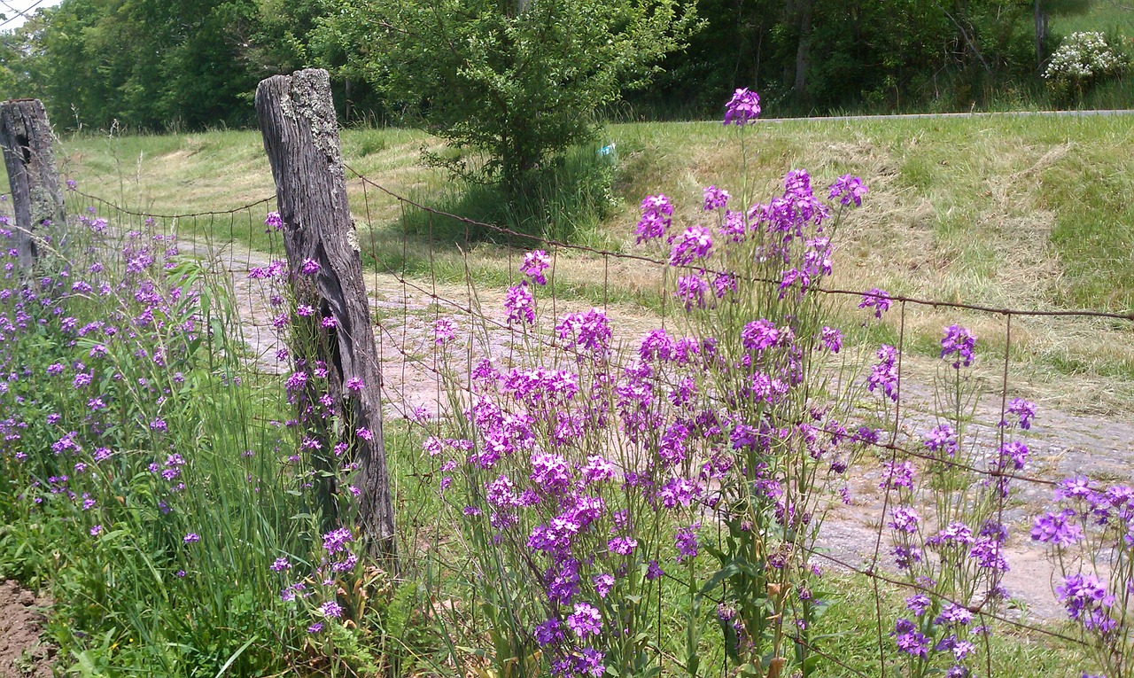 fence flowers country road free photo