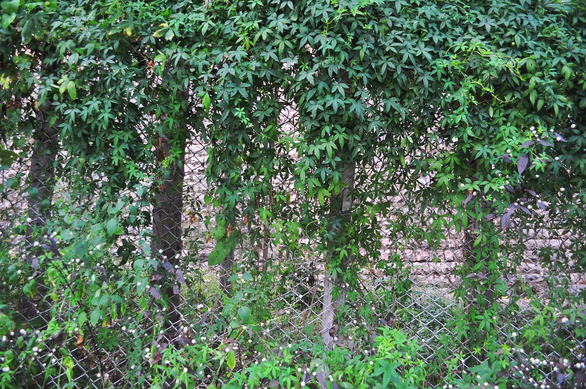 foliage leaves fence free photo