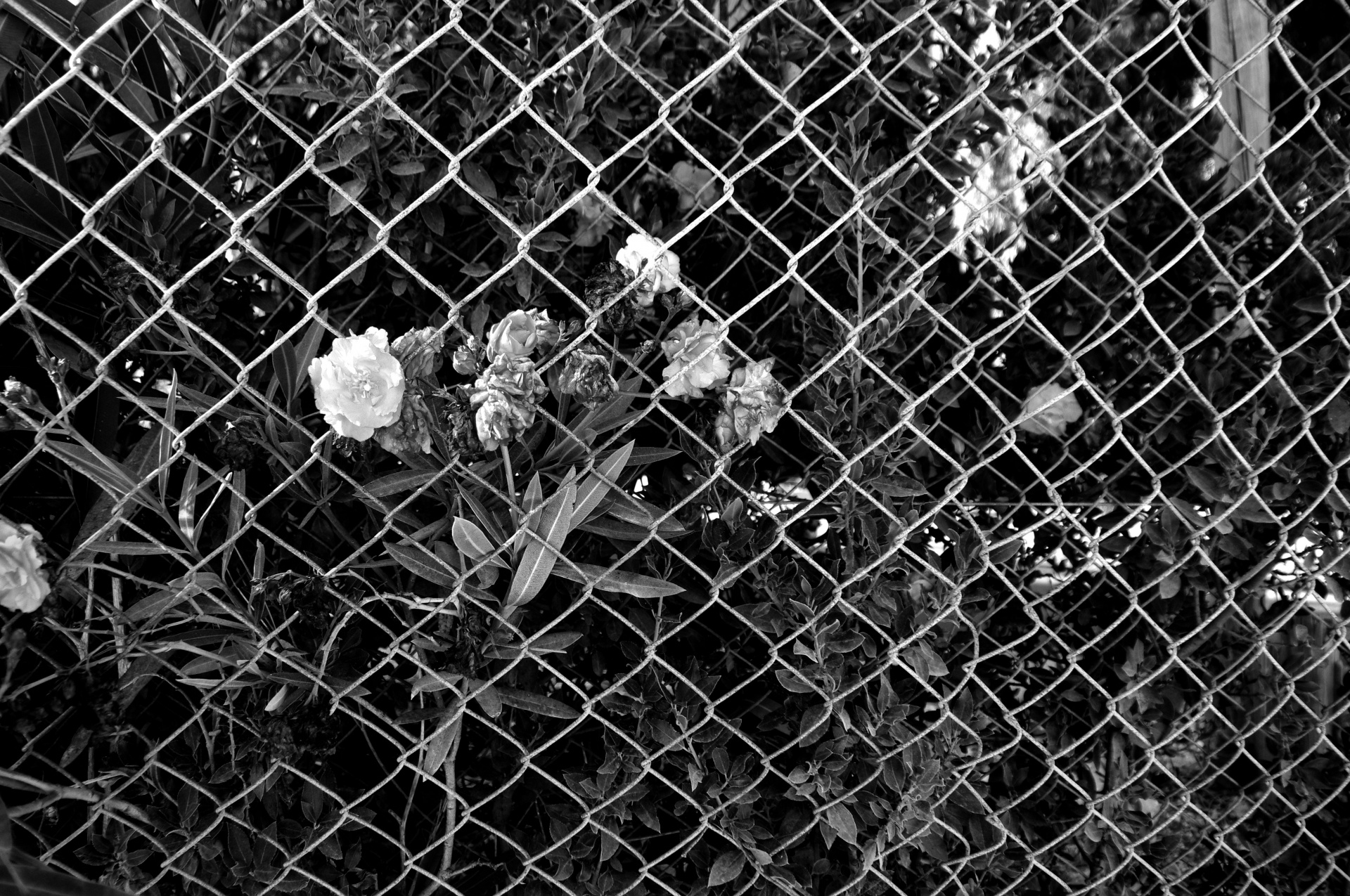 nature fences oleander free photo
