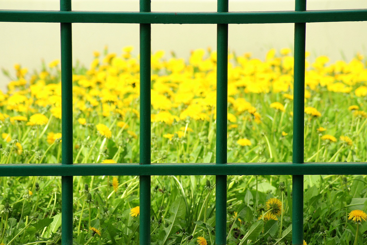 fencing  trellis  landscape free photo