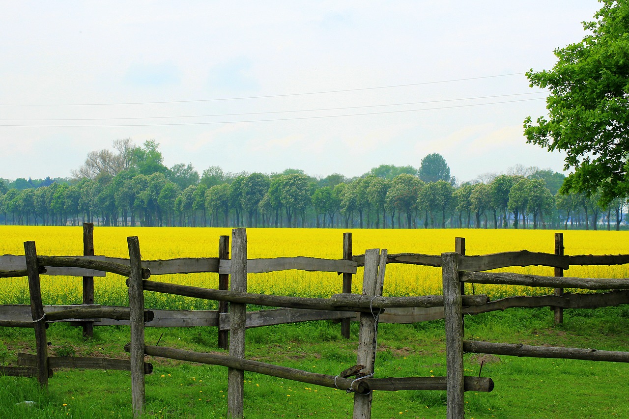 fencing  the fence  landscape free photo