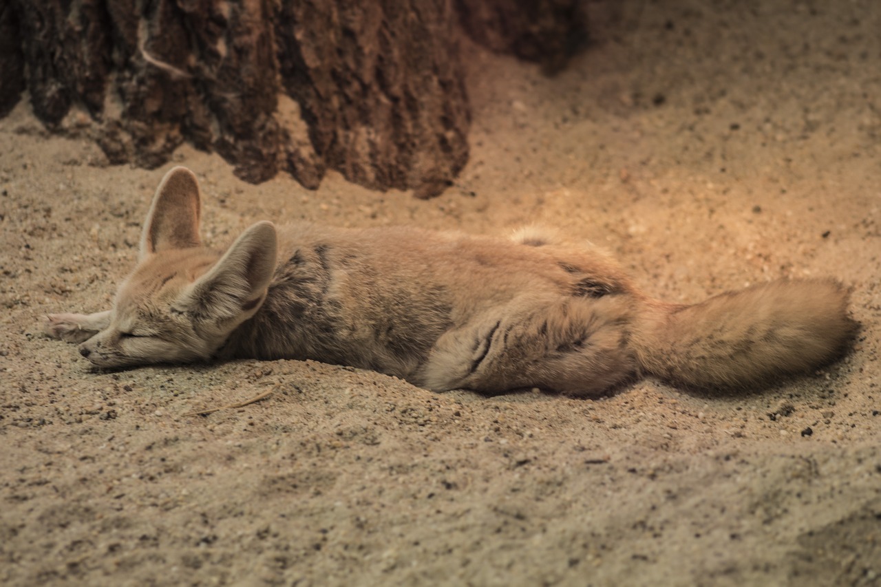 fennec fox zoo chilling free photo