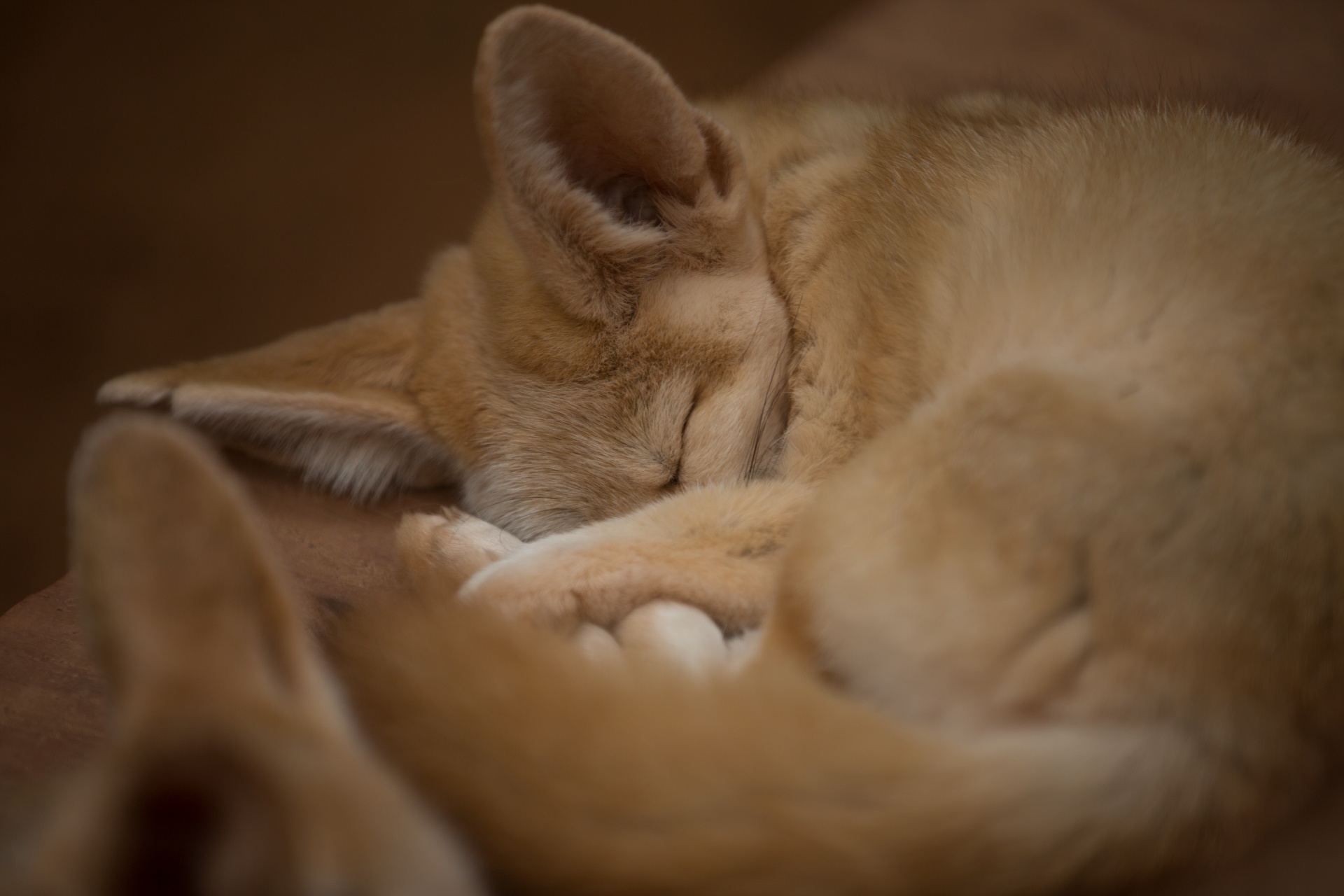 fox paw sand free photo